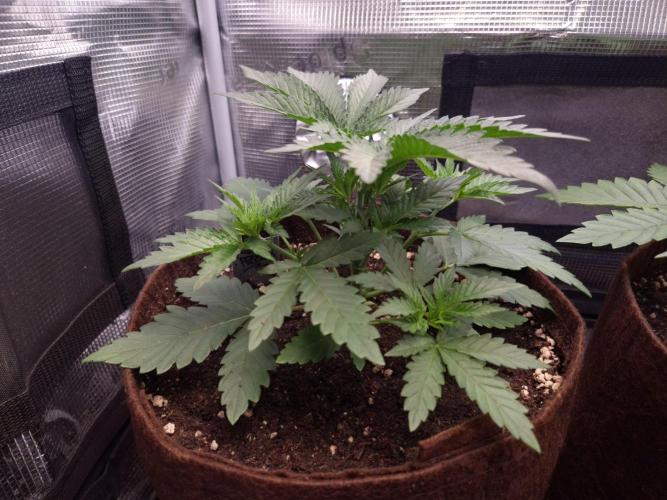 • Fruity Pebbles •. Week 3
