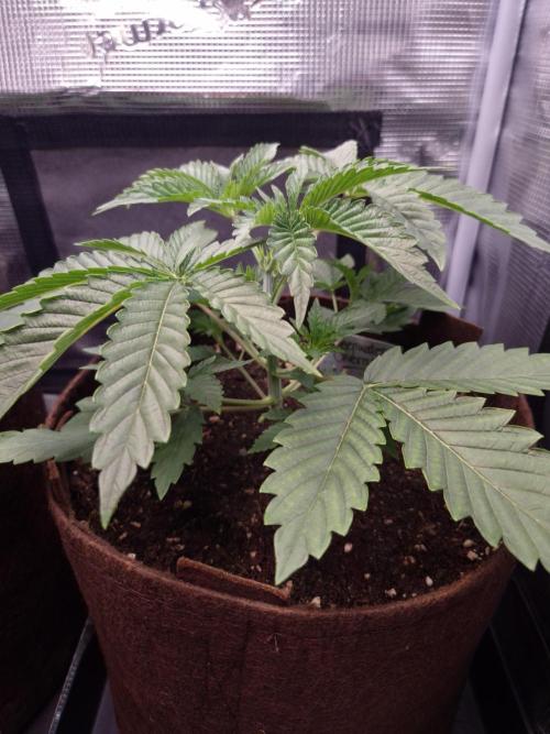• Deepwater Cherry •. Week 3