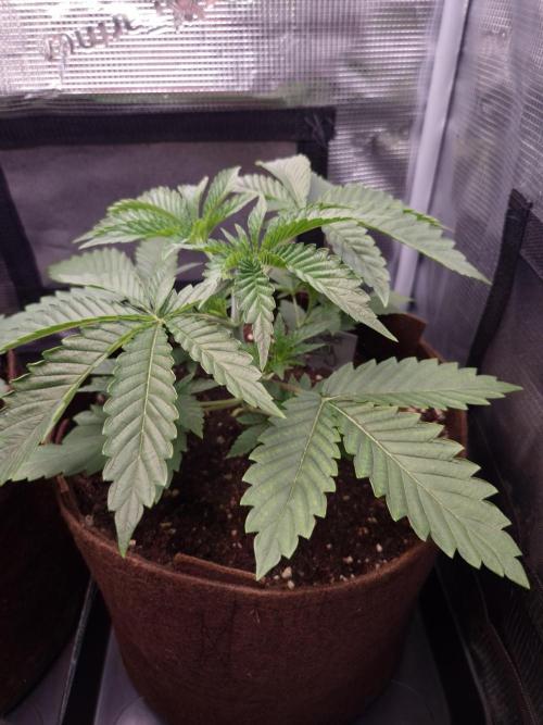 • Deepwater Cherry •. Week 3