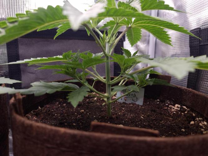 • Deepwater Cherry •. Week 3