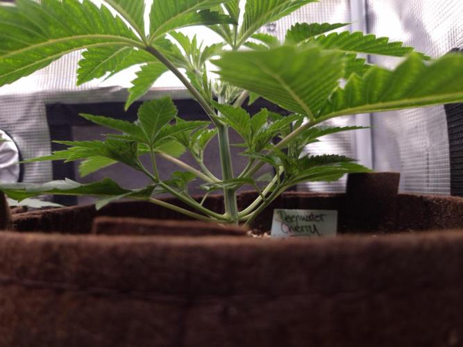• Deepwater Cherry •. Week 3