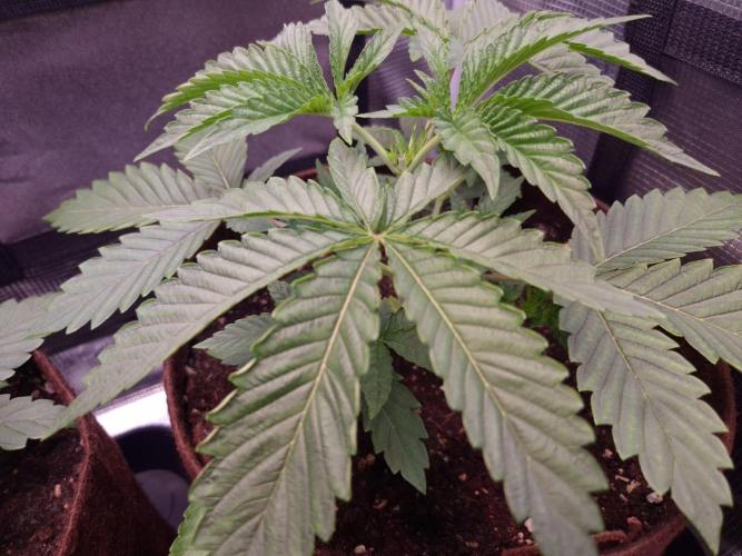 • Deepwater Cherry •. Week 3
