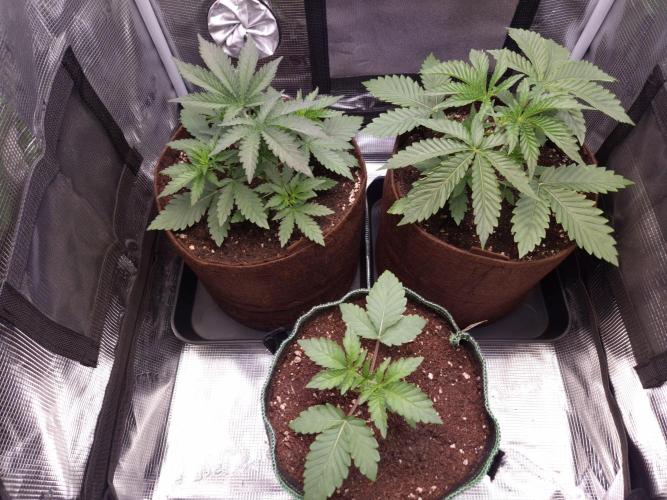 • Deepwater Cherry •. Week 3