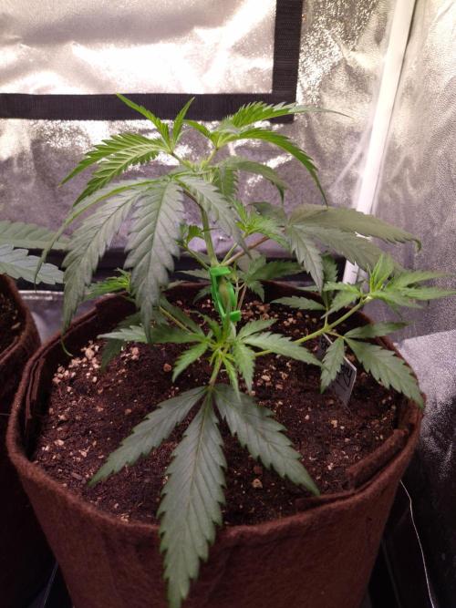 •Strawberry Guava BX•. Week 3 - D21