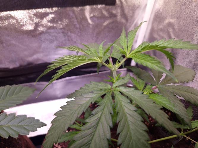 •Strawberry Guava BX•. Week 3