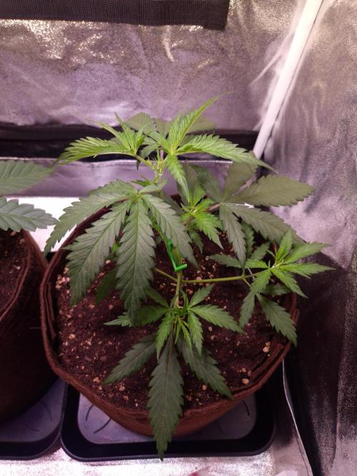 •Strawberry Guava BX•. Week 3