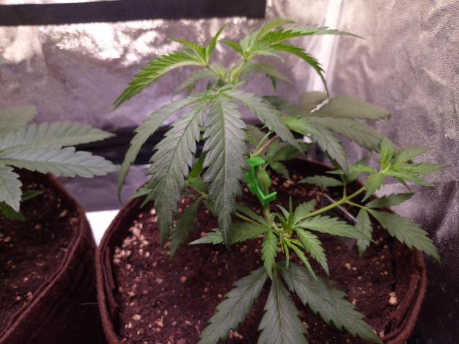 •Strawberry Guava BX•. Week 3
