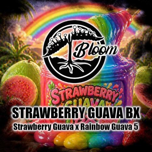 Strawberry Guava BX. Week 3