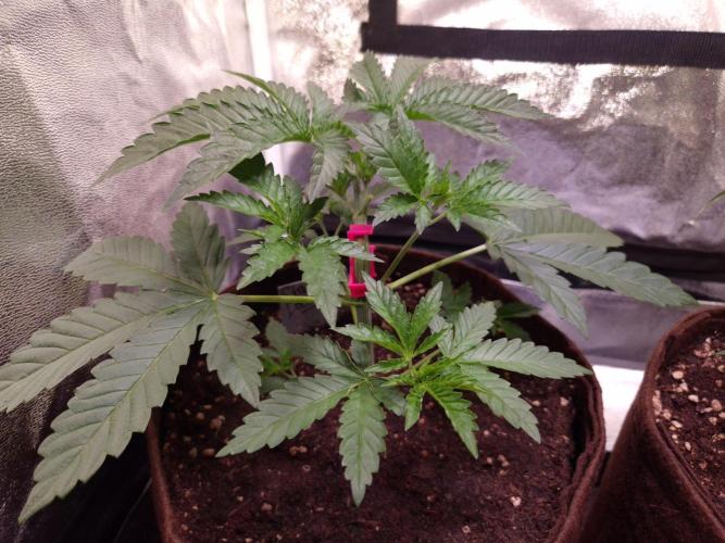 • Strawberry Lobster •. Week 3 - D21