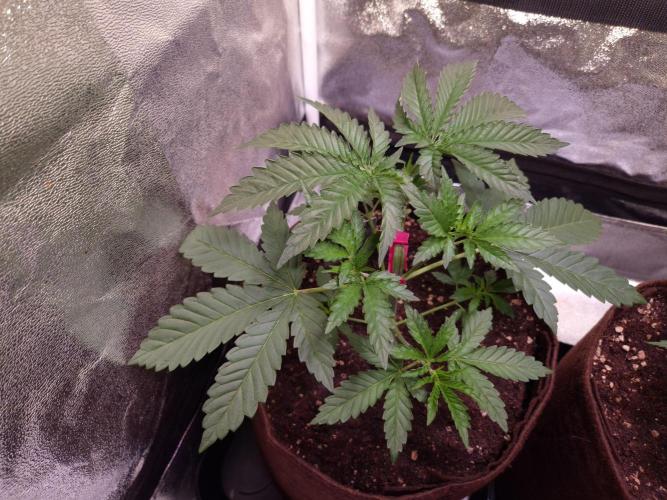 • Strawberry Lobster •. Week 3