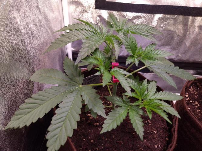 • Strawberry Lobster •. Week 3