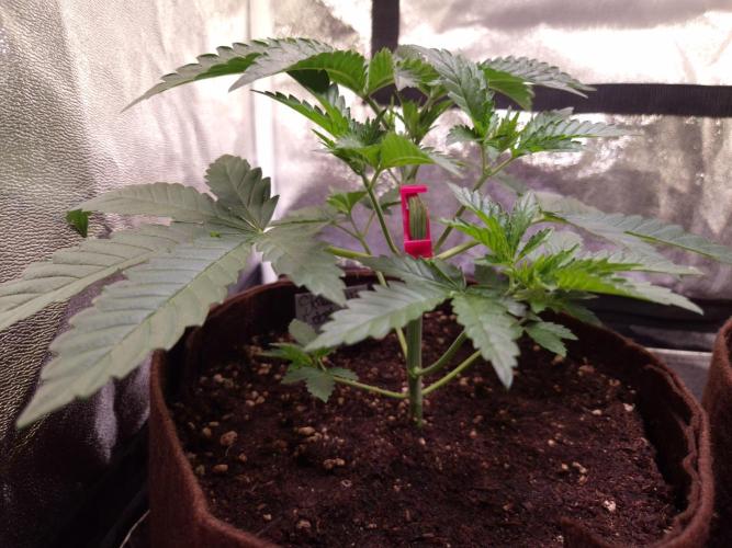 • Strawberry Lobster •. Week 3