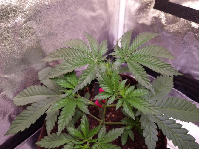 • Strawberry Lobster •. Week 3