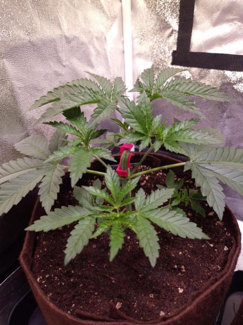 Strawberry Lobster . Week 3