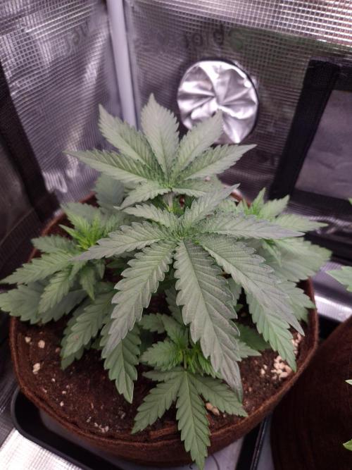 • Fruity Pebbles •. Week 3