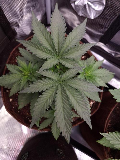 • Fruity Pebbles •. Week 3