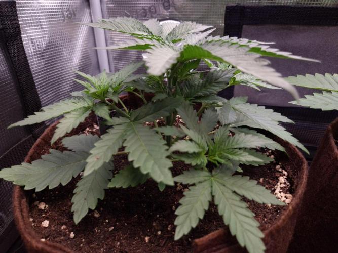 • Fruity Pebbles •. Week 3