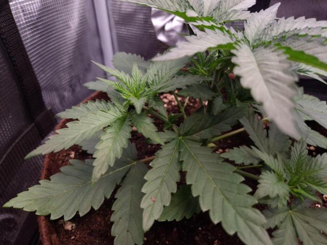• Fruity Pebbles •. Week 3