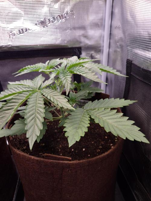 • Deepwater Cherry •. Week 3
