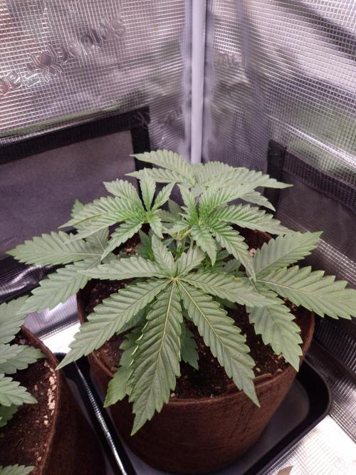 • Deepwater Cherry •. Week 3