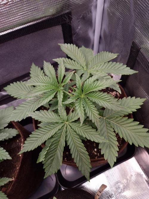 • Deepwater Cherry •. Week 3 - D21