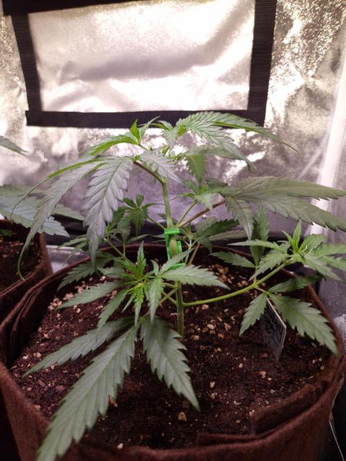•Strawberry Guava BX•. Week 3
