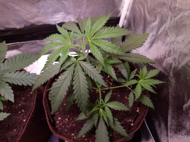 Strawberry Guava BX. Week 3
