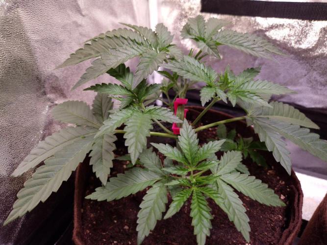 • Strawberry Lobster •. Week 3