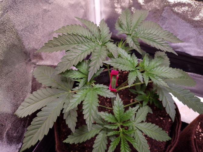Strawberry Lobster . Week 3