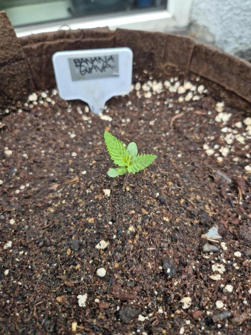 • Banana Guava •. Week 1 - D4- day of transplanting 