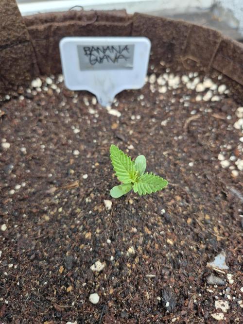 • Banana Guava •. Week 1 - D4