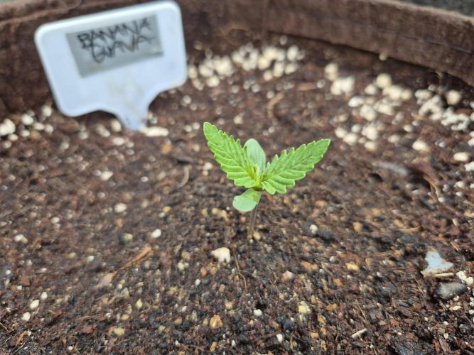 • Banana Guava •. Week 1 - D4