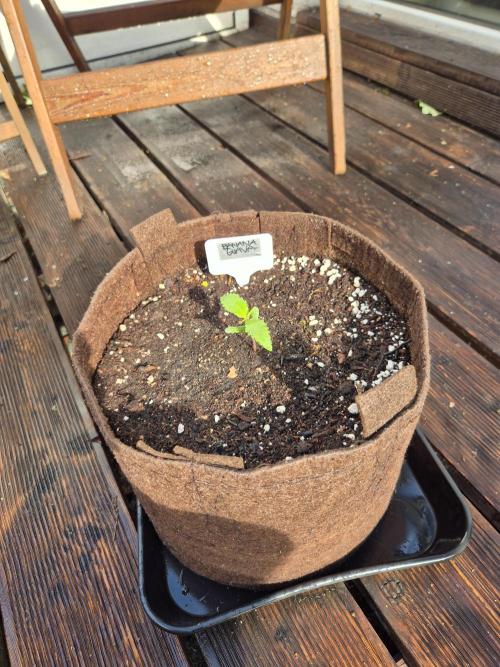 • Banana Guava •. Week 1 - D7