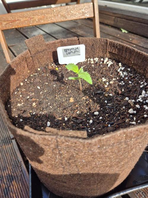 • Banana Guava •. Week 1 - D7