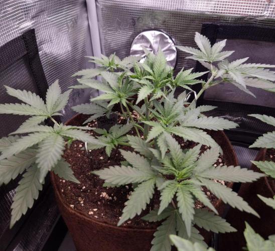 • Fruity Pebbles •. Week 4
