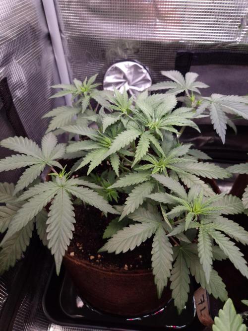 • Fruity Pebbles •. Week 4