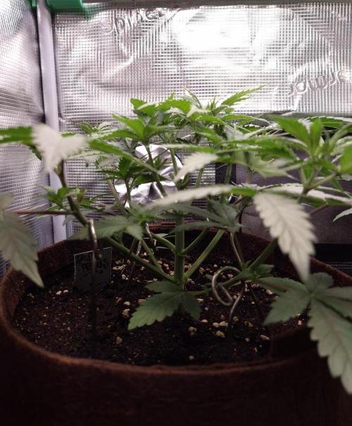 • Fruity Pebbles •. Week 4