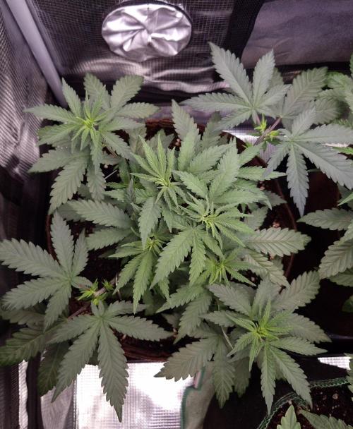 • Fruity Pebbles •. Week 4