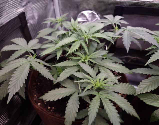 • Fruity Pebbles •. Week 4