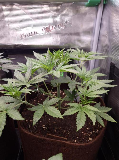 • Deepwater Cherry •. Week 4 - #1/ D24