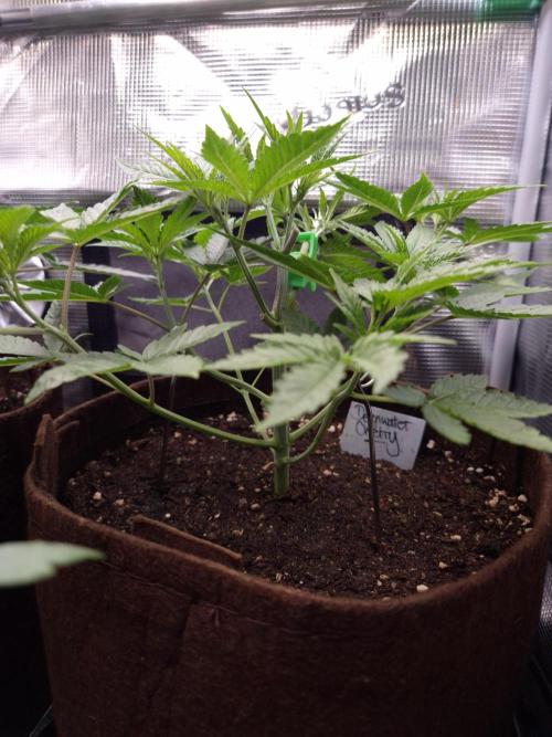 • Deepwater Cherry •. Week 4 - #1/ D24