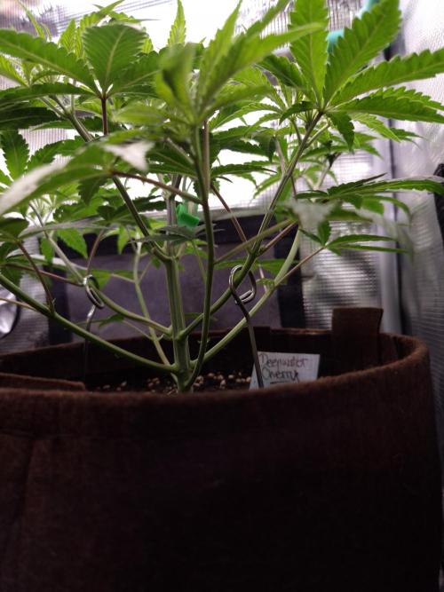 • Deepwater Cherry •. Week 4 - #1/ D28