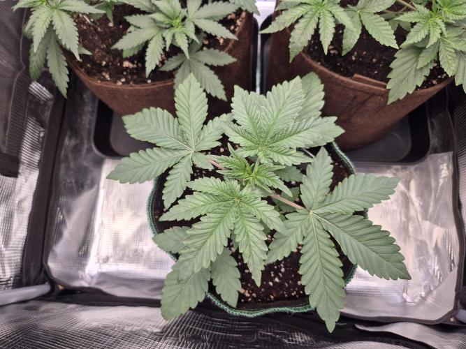 • Deepwater Cherry •. Week 4 - #2/ ~D17