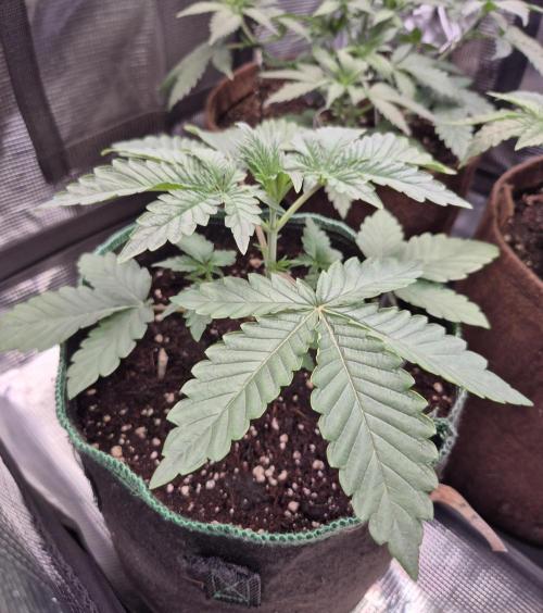 • Deepwater Cherry •. Week 4 - #2/ 