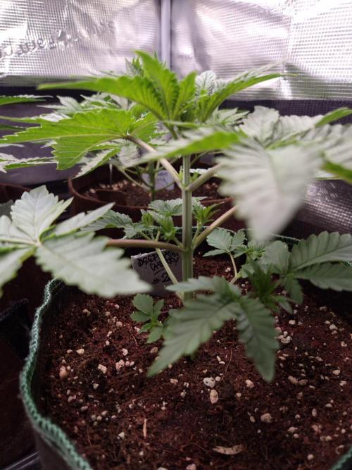 • Deepwater Cherry •. Week 4 - #2/ ~D21
