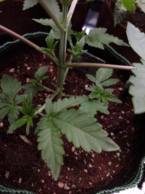 • Deepwater Cherry •. Week 4 - #2