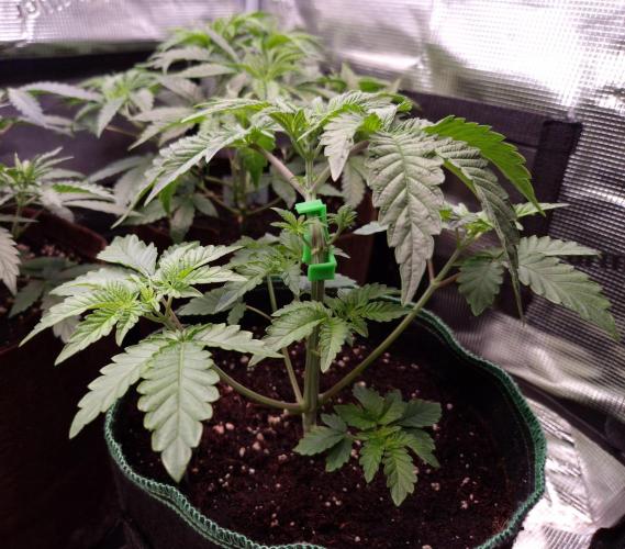 • Deepwater Cherry •. Week 4 - #2