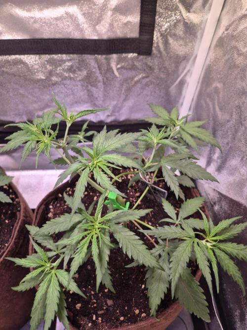 •Strawberry Guava BX•. Week 4 - D24