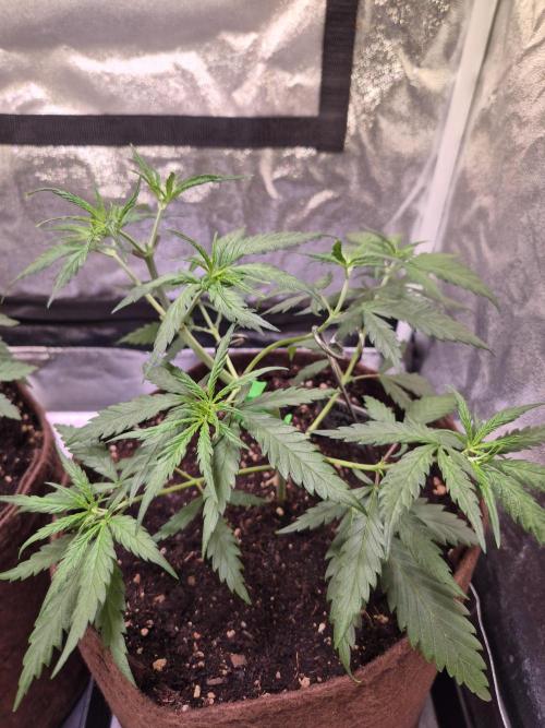 •Strawberry Guava BX•. Week 4 - D24
