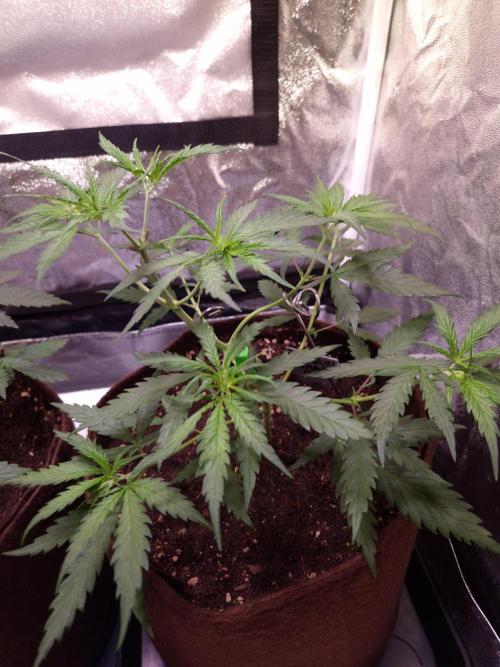 •Strawberry Guava BX•. Week 4 - D24